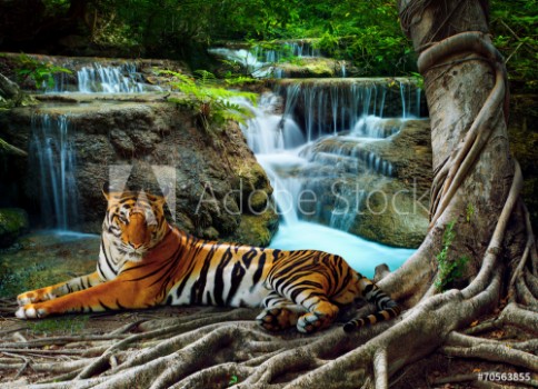 Picture of Indochina tiger lying with relaxing under banyantree against bea